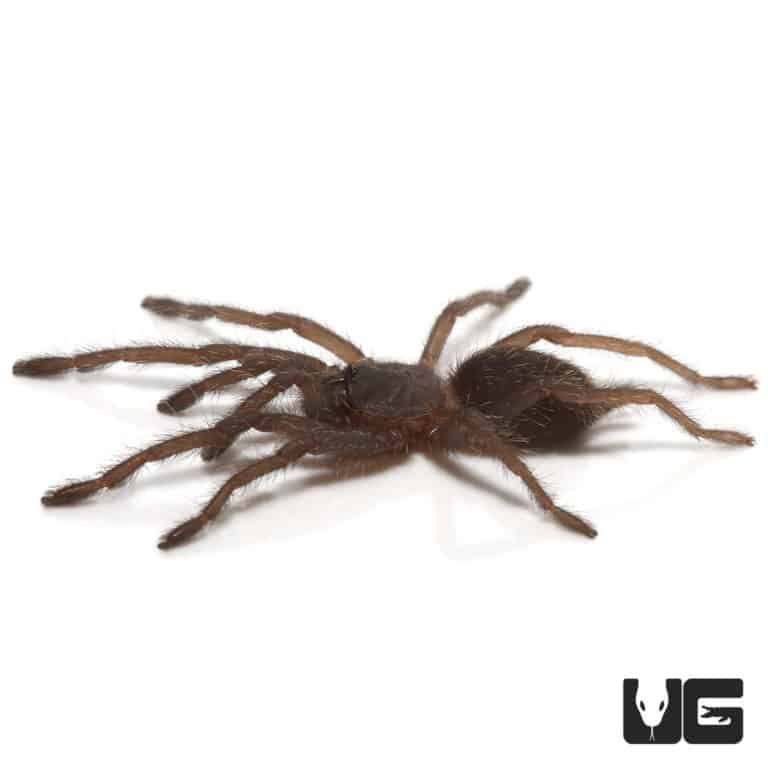 Mexican Black Velvet Tarantulas For Sale - Underground Reptiles