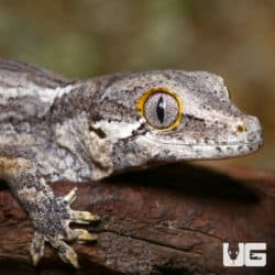 Baby Striped Gargoyle Geckos (Rhacodactylus auriculatus) For Sale - Underground Reptiles