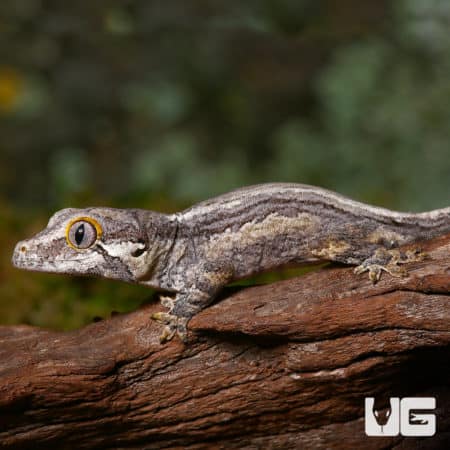 Baby Striped Gargoyle Geckos (Rhacodactylus auriculatus) For Sale - Underground Reptiles