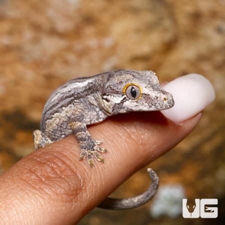 Baby Striped Gargoyle Geckos (Rhacodactylus auriculatus) For Sale - Underground Reptiles