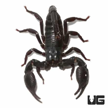 Thai Forest Scorpions (Heterometrus sp. 