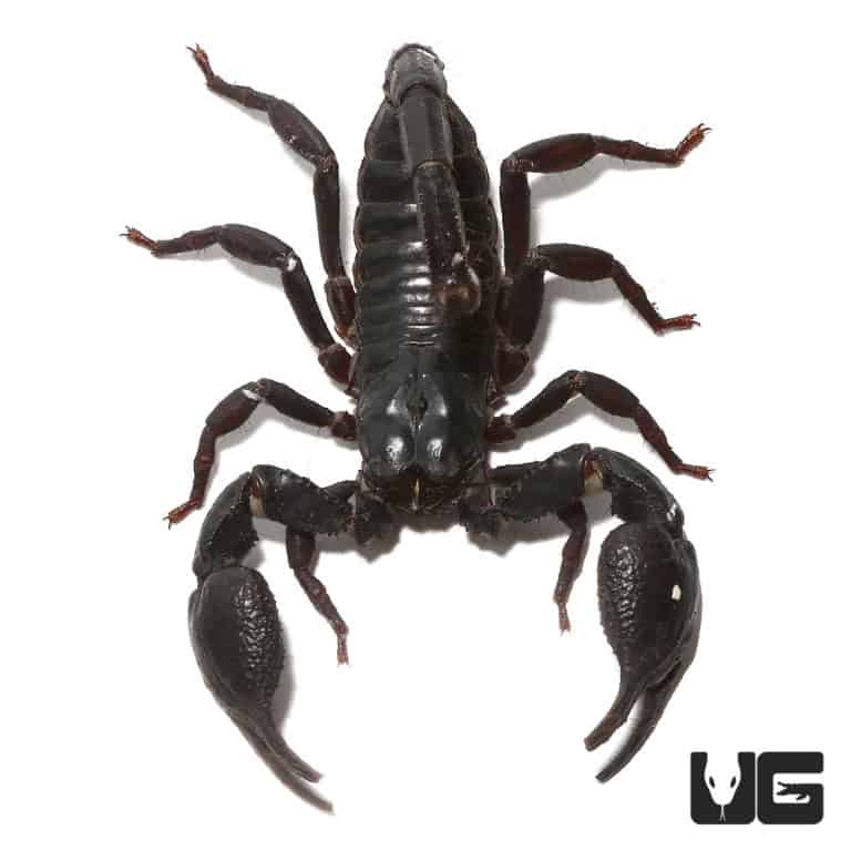 Thai Forest Scorpions Heterometrus Sp Thailand For Sale Underground Reptiles