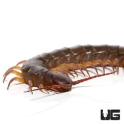 Thai Giant Black Flame Centipede For Sale - Underground Reptiles