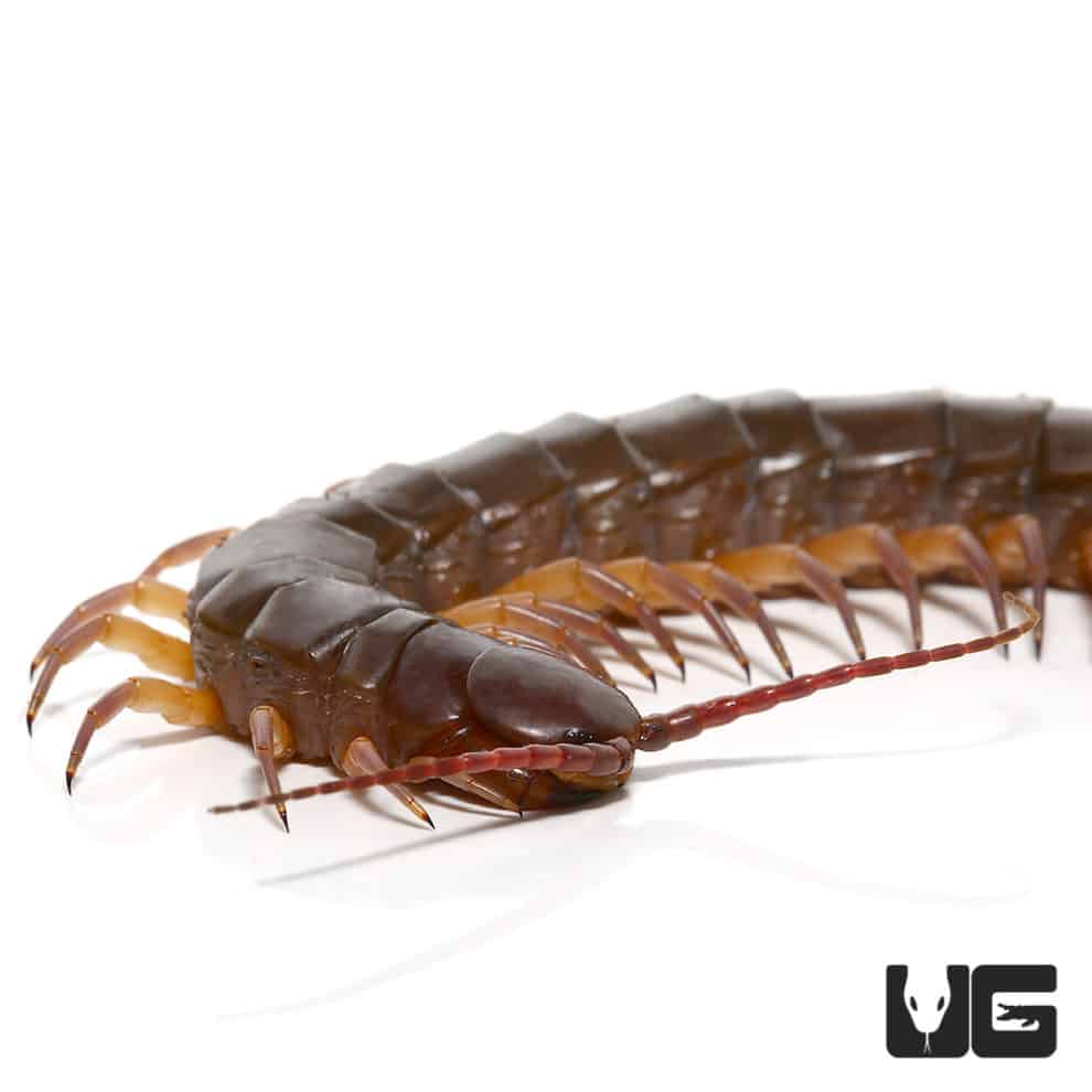 Thai Giant Black Flame Centipede (Scolopendra dehaani) For Sale ...