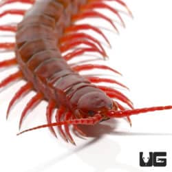 Thai Giant Cherry Centipede For Sale - Underground Reptiles