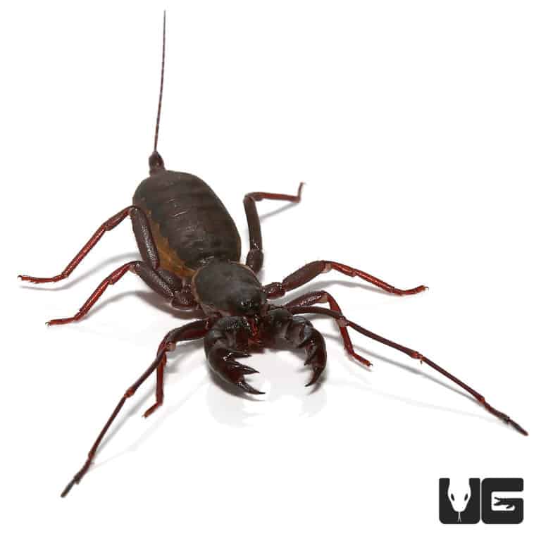 Thai Vinegaroons For Sale Underground Reptiles