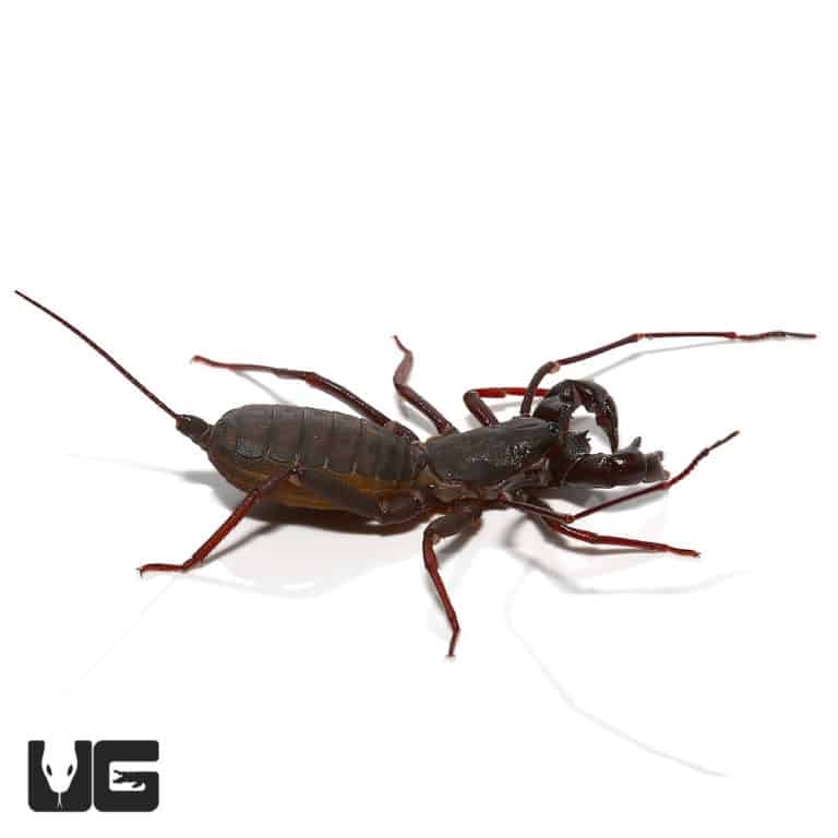 Thai Vinegaroons For Sale Underground Reptiles