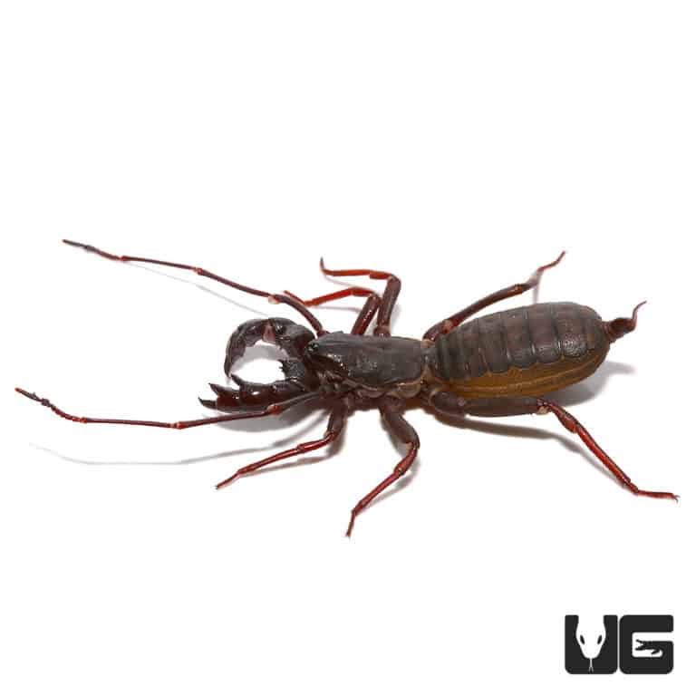 Thai Vinegaroons For Sale Underground Reptiles