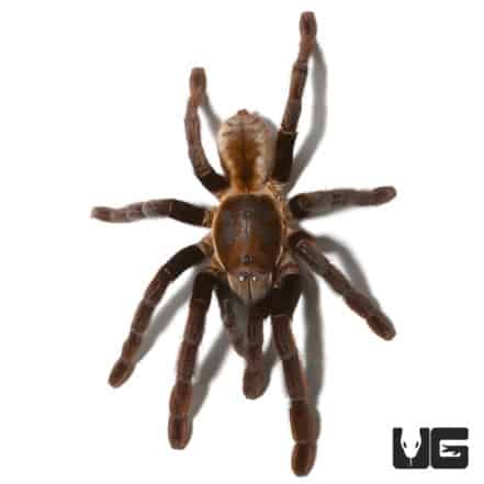 Thailand Golden Fringe Tarantula (ornithoctonus aureotbialis) For Sale