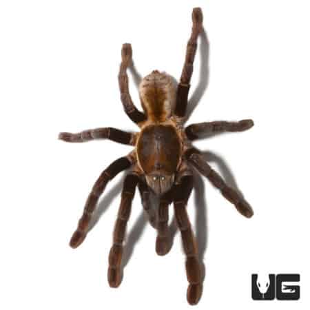 Thailand Golden Fringe Tarantula (ornithoctonus aureotbialis) For Sale - Underground Reptiles