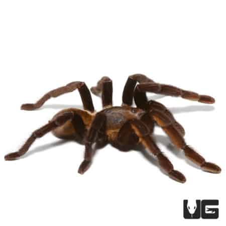 Thailand Golden Fringe Tarantula (ornithoctonus aureotbialis) For Sale - Underground Reptiles