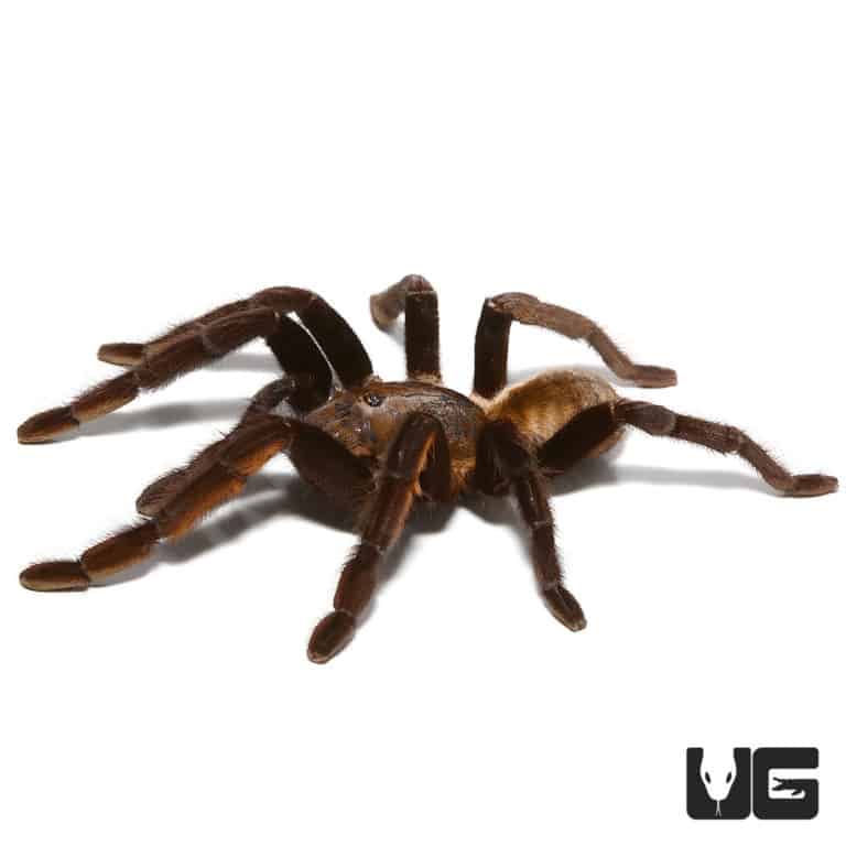 Thailand Golden Fringe Tarantula (ornithoctonus aureotbialis) For Sale