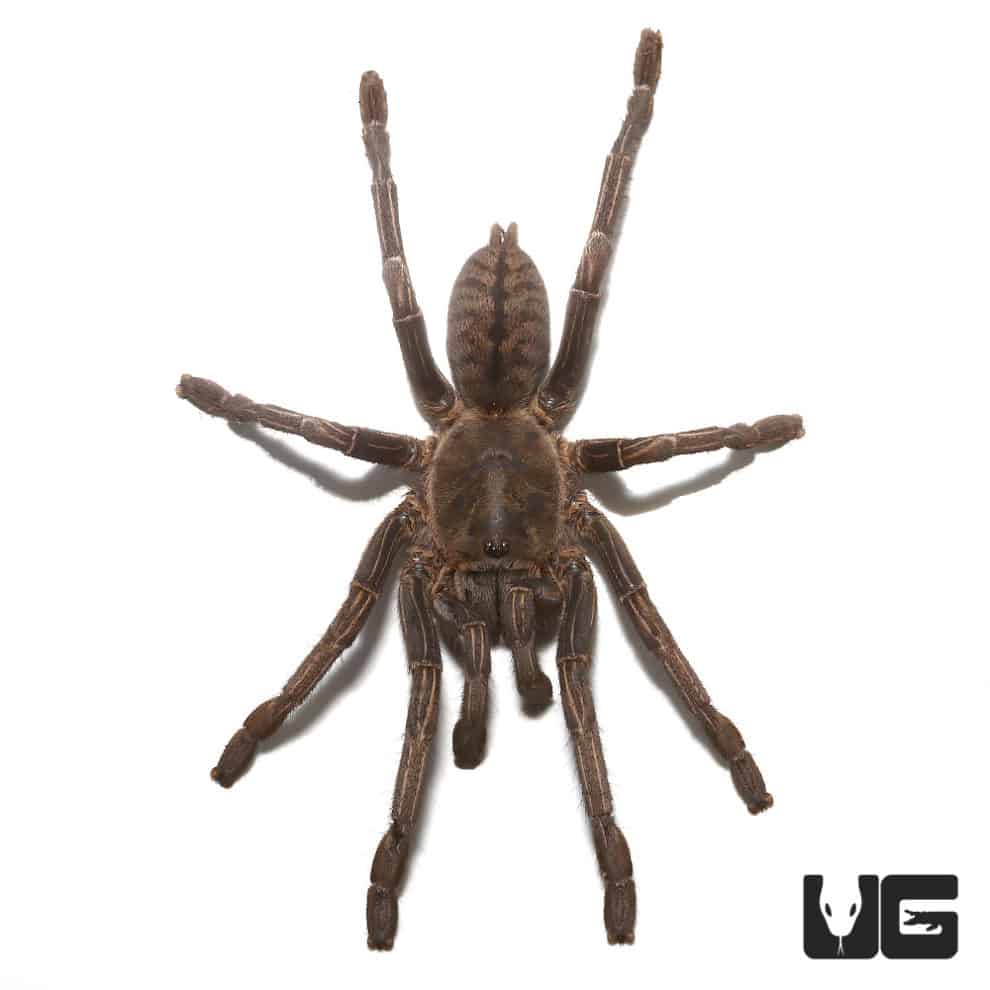 Thailand Zebra Leg Tarantula (Cyriopagopus Albostriatus) For Sale