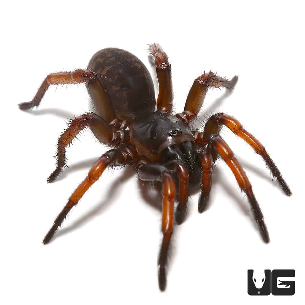 What Is A Trap Door Spider?