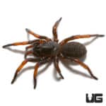 Tube Trapdoor Spiders (Damarchus workmani) For Sale - Underground Reptiles