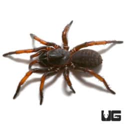 Tube Trapdoor Spiders (Damarchus workmani) For Sale - Underground Reptiles