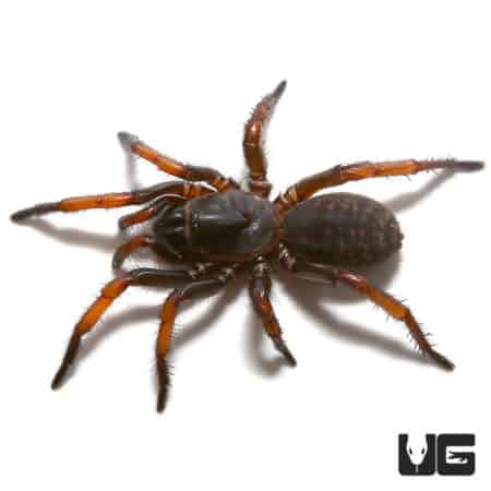 Tube Trapdoor Spiders (Damarchus workmani) For Sale - Underground Reptiles