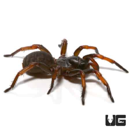 Trapdoor spider for sale, 1-2 inch size, ideal for exotic pet enthusiasts.