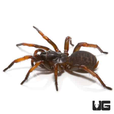 Trapdoor spider close-up, showing its dark body and brown legs, native to underground habitats.