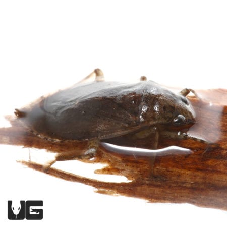 Water bug on a wooden surface, showcasing its dark, oval body and long legs.