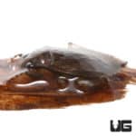 Water Bug (Belostoma sp.)  For Sale - Underground Reptiles