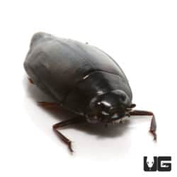 Whirligig Beetle (gyrinus sp.) For Sale - Underground Reptiles