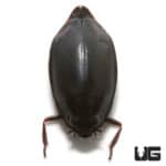 Whirligig Beetle (gyrinus sp.) For Sale - Underground Reptiles