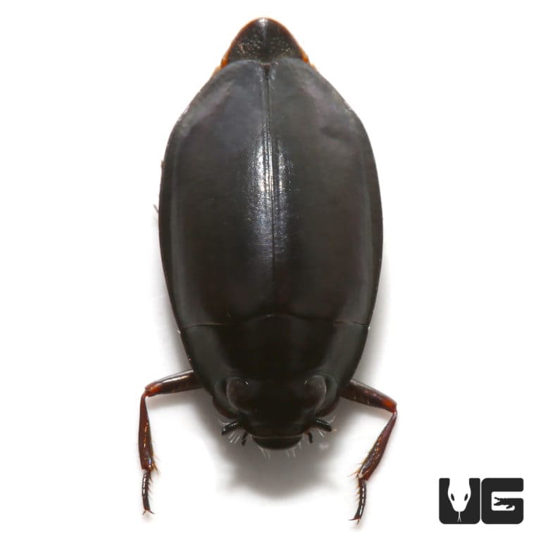 whirligig-beetle-gyrinus-sp-for-sale-underground-reptiles