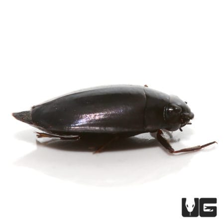 Close-up of a black whirligig beetle on a white background.