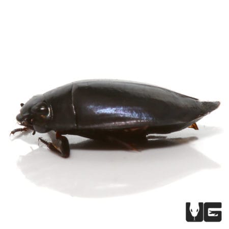 Whirligig Beetle (gyrinus sp.) For Sale - Underground Reptiles