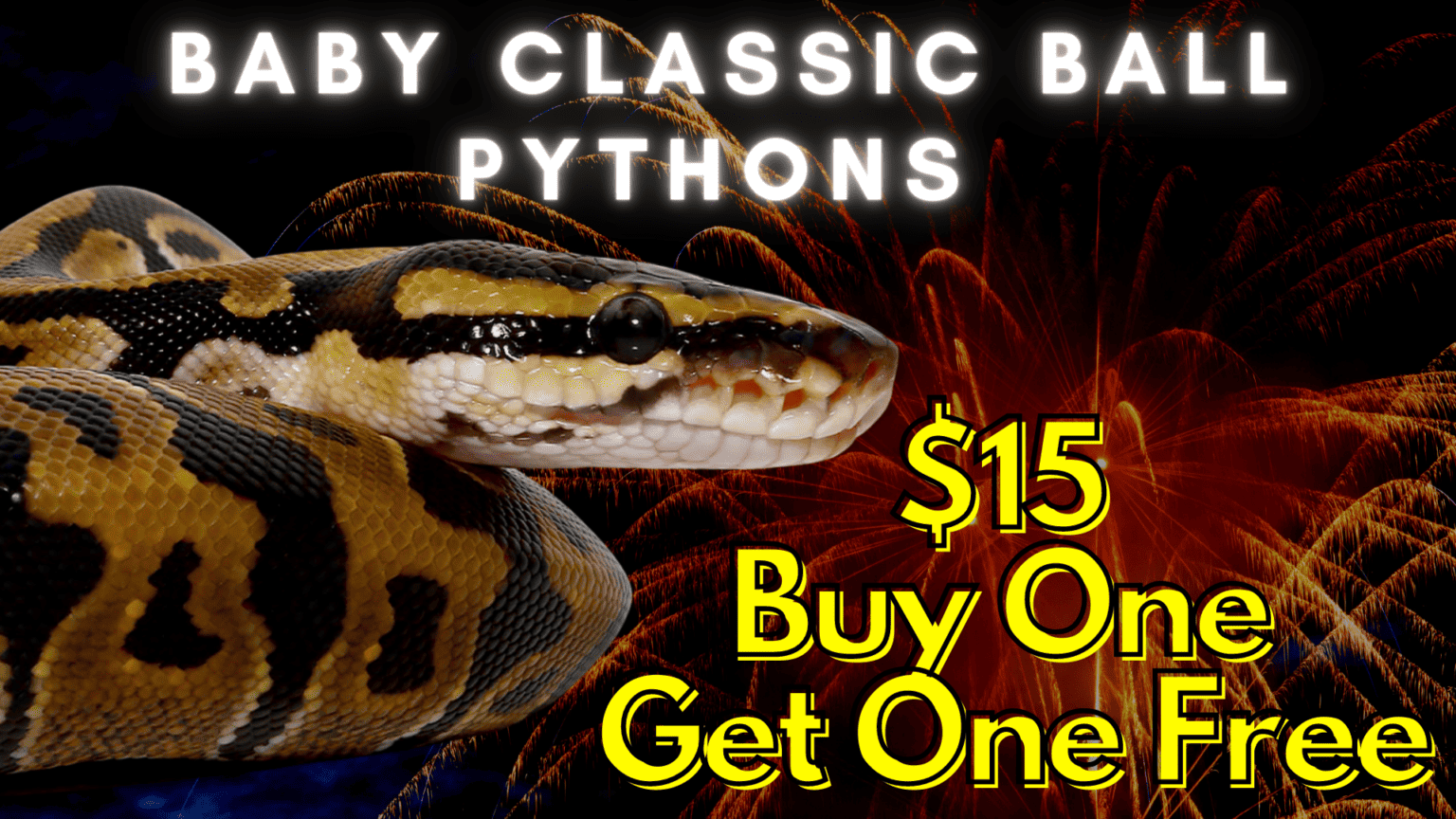 Underground Reptiles Exotic Reptiles, Amphibians, Lizards and Mammals