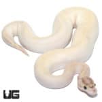 Ivory Banana Pos Enchi Pos OD Ball Python (Python regius) For Sale - Underground Reptiles