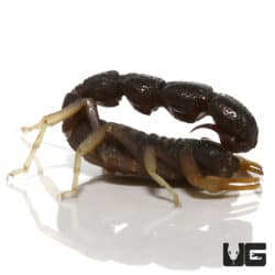 Pillar Tail Scorpions (Orthochirus scrobiculosus negebensis) For Sale - Underground Reptiles