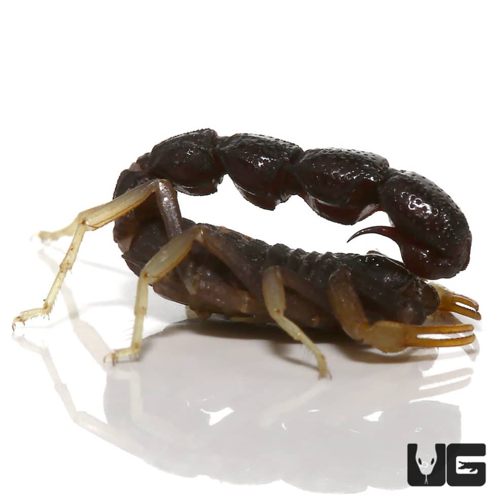 Scorpions, Vinegaroons & Whiptails For Sale Underground Reptiles