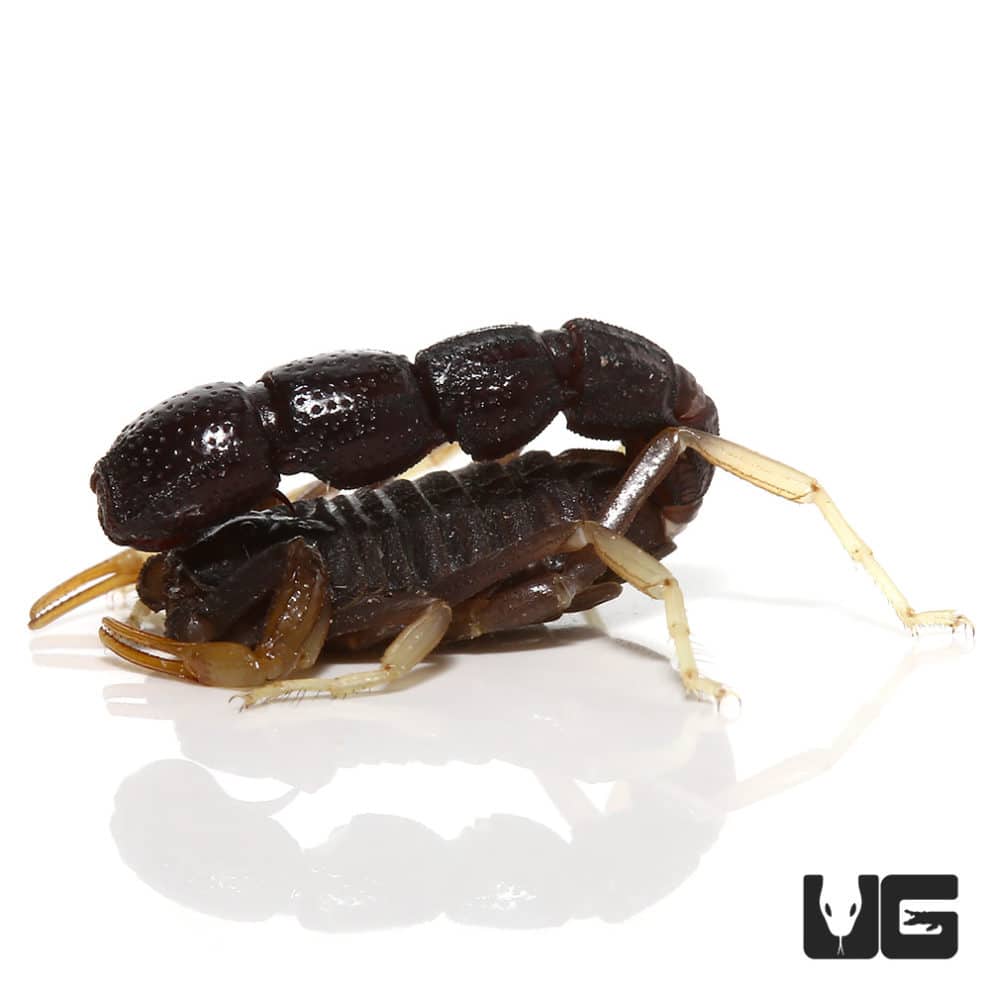 Scorpions, Vinegaroons & Whiptails For Sale Underground Reptiles
