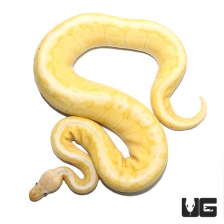 2020 Male Fire Ball Python (Python regius) For Sale - Underground Reptiles