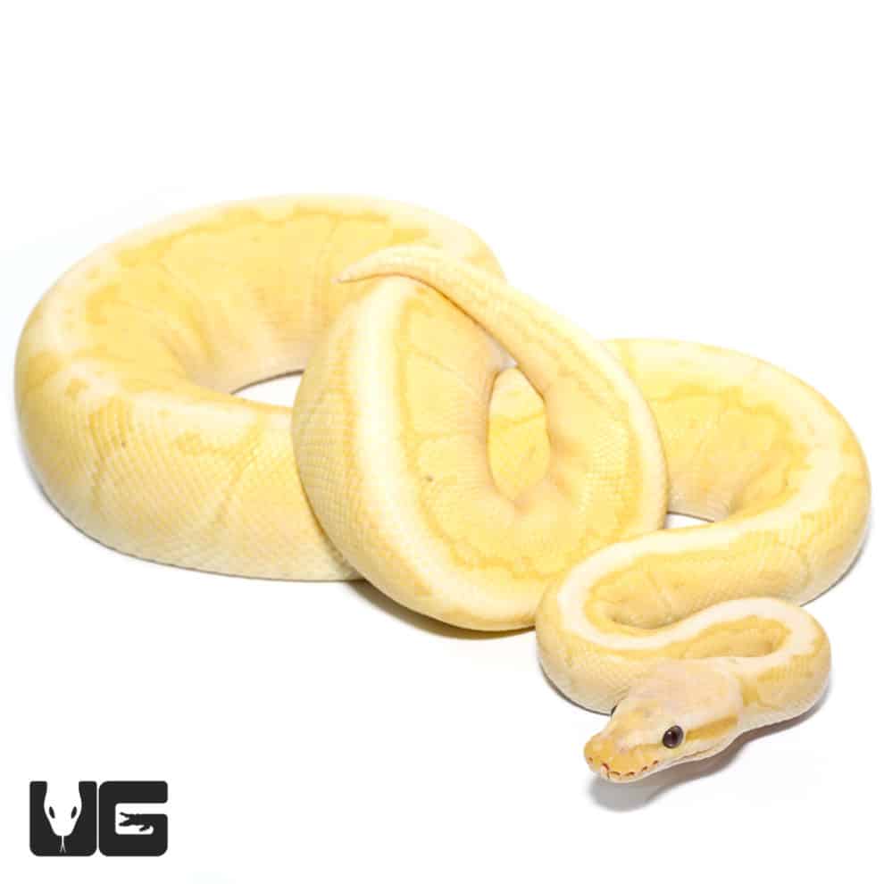 2018 Lavender Albino Spider Ball Python For Sale Underground Reptiles