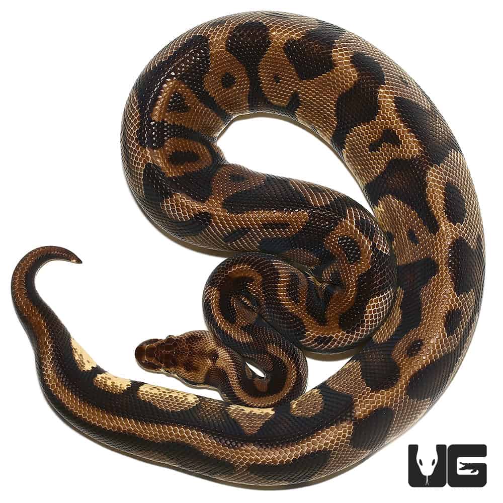 Should I Get A Ball Python As A Pet? – Reptilinks