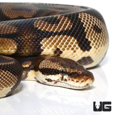 2020 Male Pastel Leopard Ball Python (Python regius) For Sale - Underground Reptiles