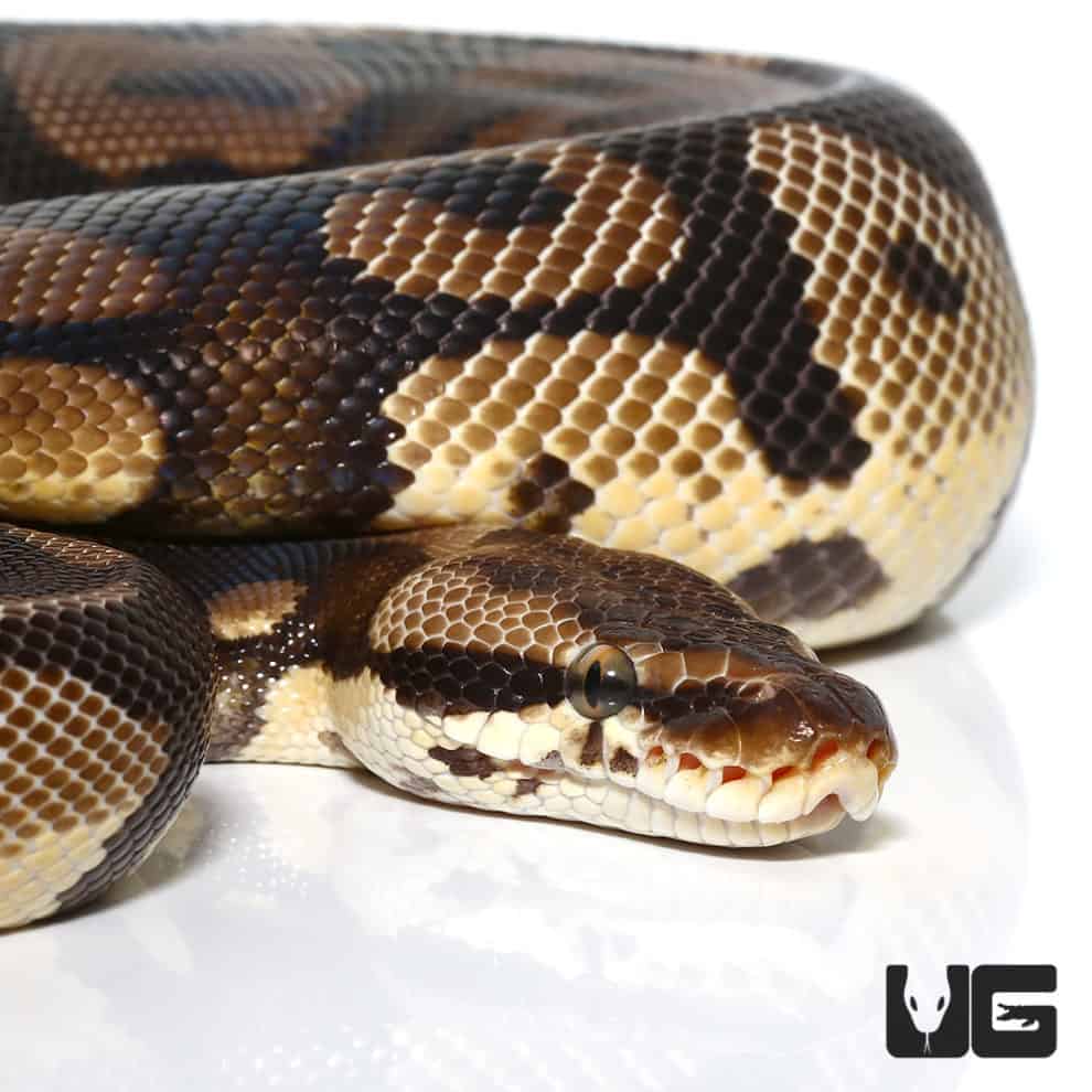 2018 Lavender Albino Spider Ball Python For Sale - Underground Reptiles