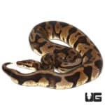 2020 Male Pastel Leopard Ball Python (Python regius) For Sale - Underground Reptiles