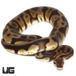 2020 Male Pastel Leopard Ball Python (Python regius) For Sale - Underground Reptiles