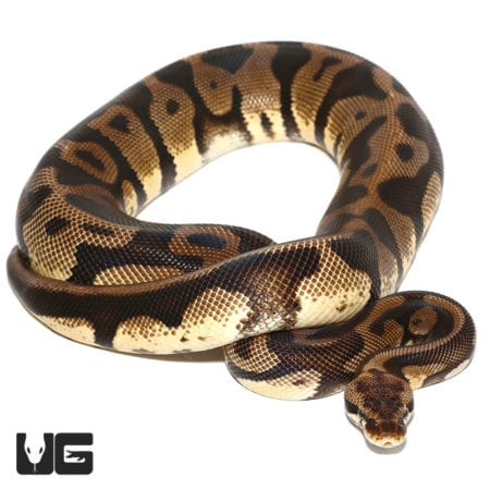 2020 Male Pastel Leopard Ball Python (Python regius) For Sale - Underground Reptiles
