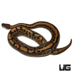 2020 Male Spotnose Het Clown Ball Python (Python regius) For Sale - Underground Reptiles