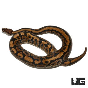 Ball Pythons For Sale - Underground Reptiles