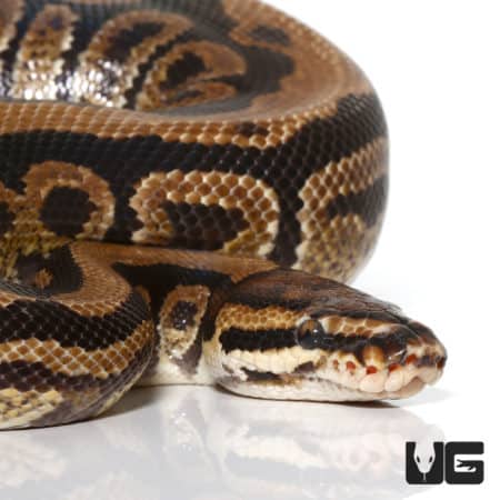 2020 Male Spotnose Het Clown Ball Python (Python regius) For Sale - Underground Reptiles