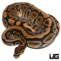 2020 Male Spotnose Het Clown Ball Python (Python regius) For Sale - Underground Reptiles