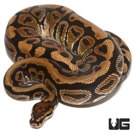 2020 Male Spotnose Het Clown Ball Python (Python regius) For Sale - Underground Reptiles
