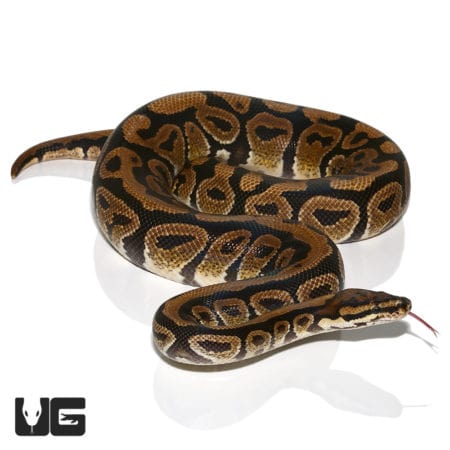 2020 Male Spotnose Het Clown Ball Python (Python regius) For Sale - Underground Reptiles