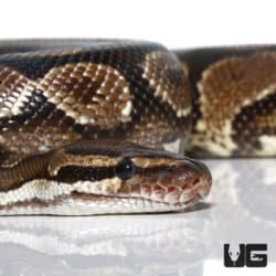 2020 Male Yellowbelly Jedi Ball Python (Python regius) For Sale - Underground Reptiles